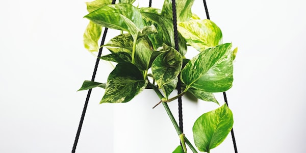 平台B数据专家界面，展示详细的球队统计数据和实时比分